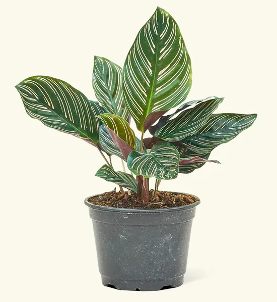 کالاتیا اورانتا