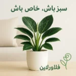 فیلودندرون برکین