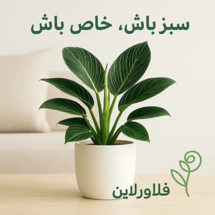 فیلودندرون برکین