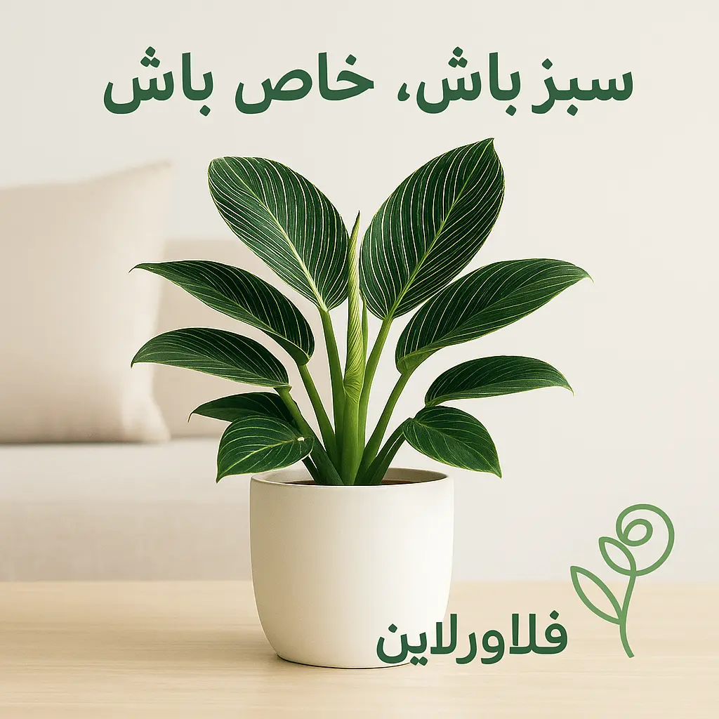 فیلودندرون برکین